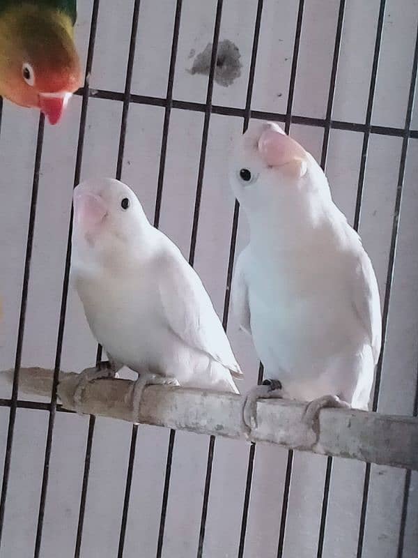 Love birds 1