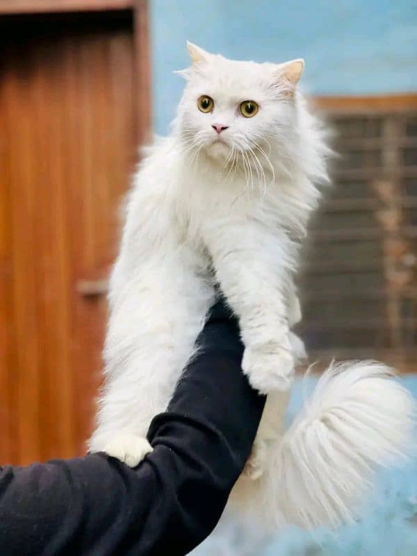 Persian cat / Persian kittens / triple coated / punch face 1