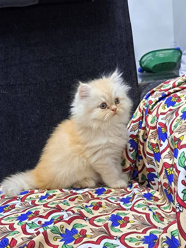 Persian kittens Available Whatsapp number 03251905001 0