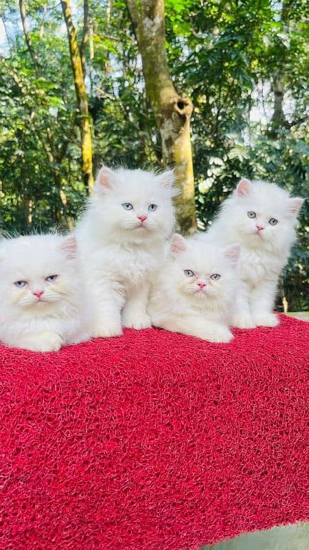 Persian kittens Available Whatsapp number 03251905001 0