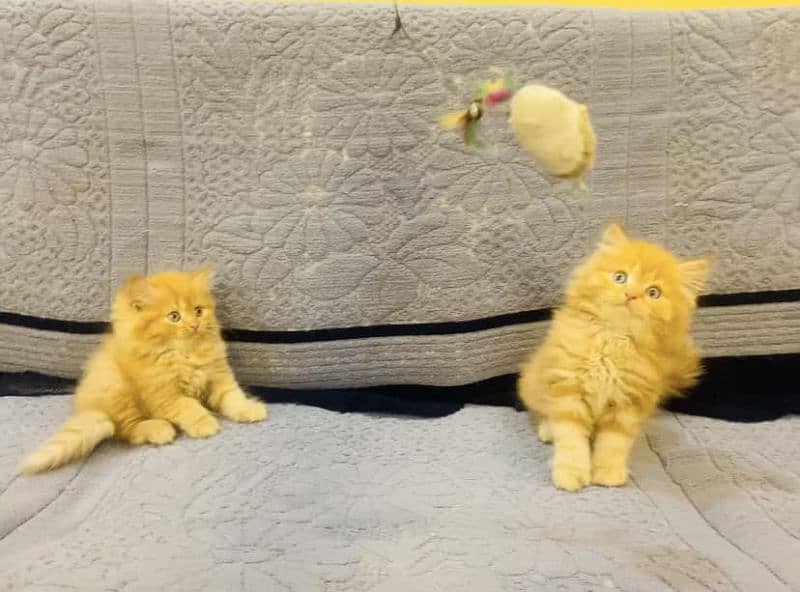 Persian kittens Available Whatsapp number 03251905001 0