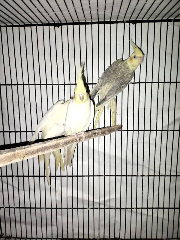 Eno common breeder pair red eyes 2