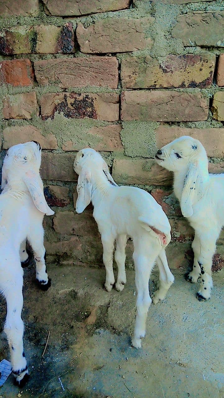 Goats Mix 1