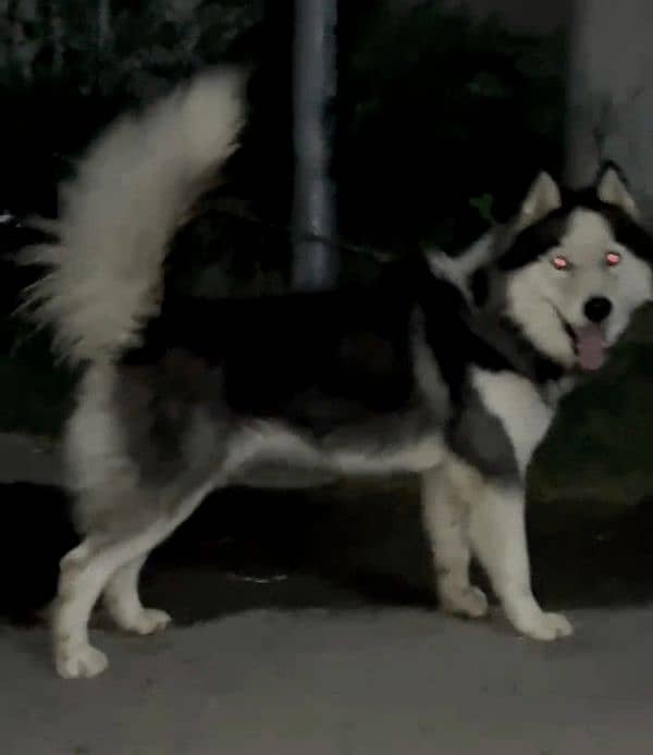 wooly cot husky only what's up 03135992241 2