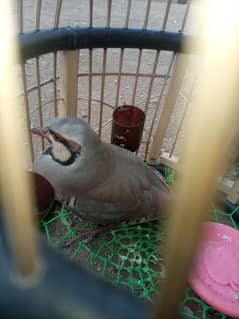 chukar birds for sell contact 03329664327