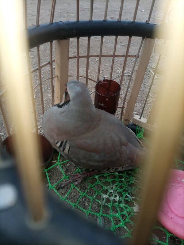 chukar birds for sell contact 03329664327 1