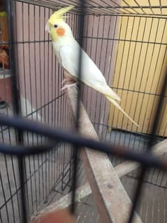 Cockatiel Cocktail Parrot white