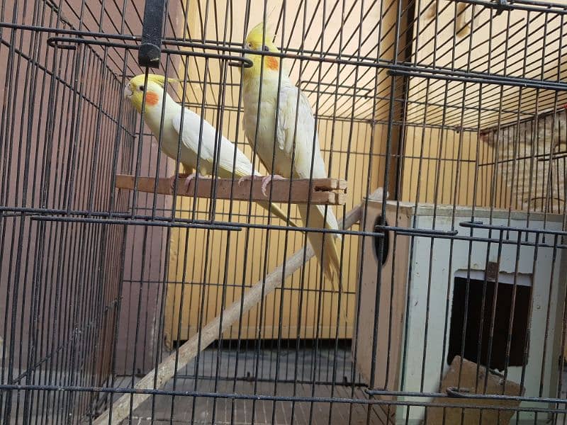 Cockatiel Cocktail Parrot white 1