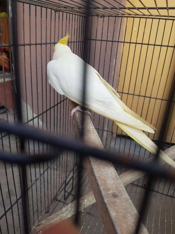 Cockatiel Cocktail Parrot white 2