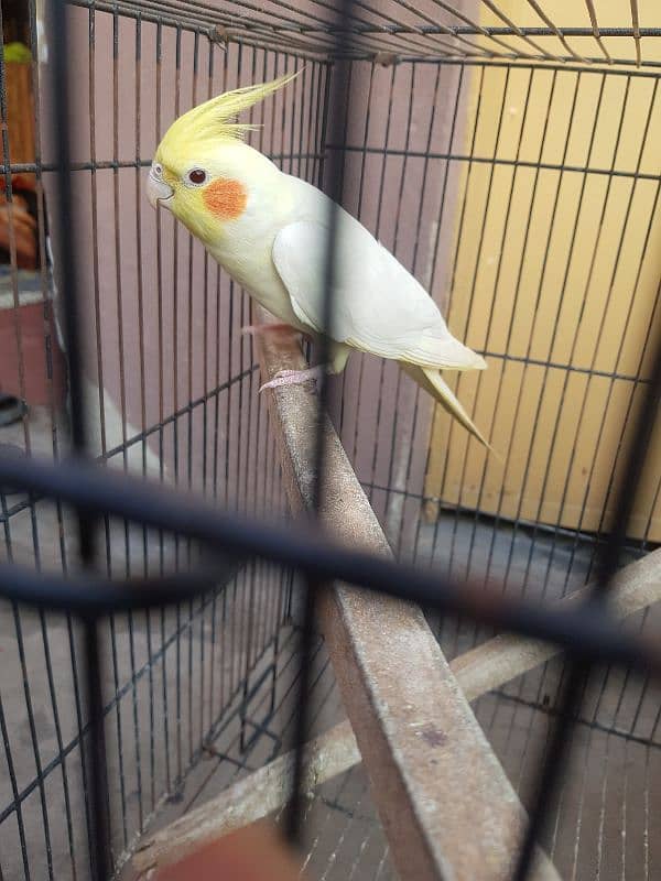 Cockatiel Cocktail Parrot white 3