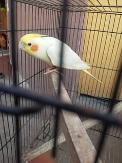 Cockatiel