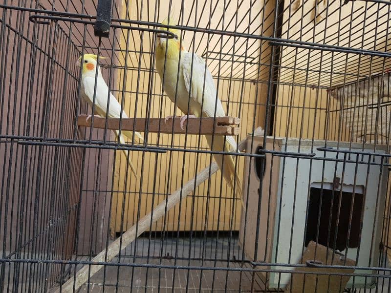 Cockatiel Cocktail Parrot white 6