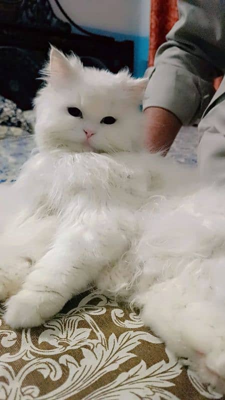 Persian cat 1