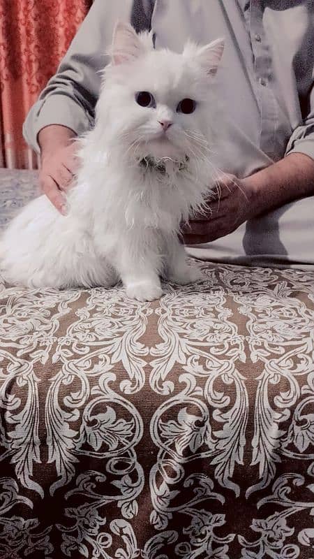 Persian cat 3