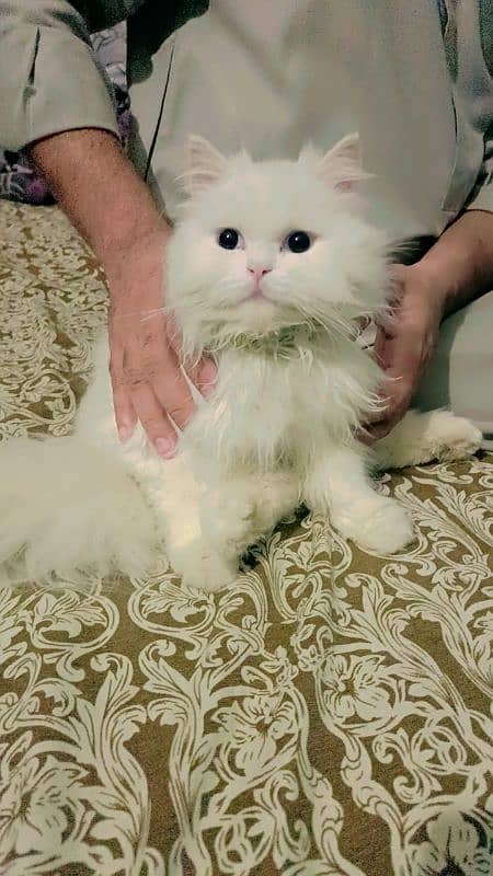 Persian cat 4