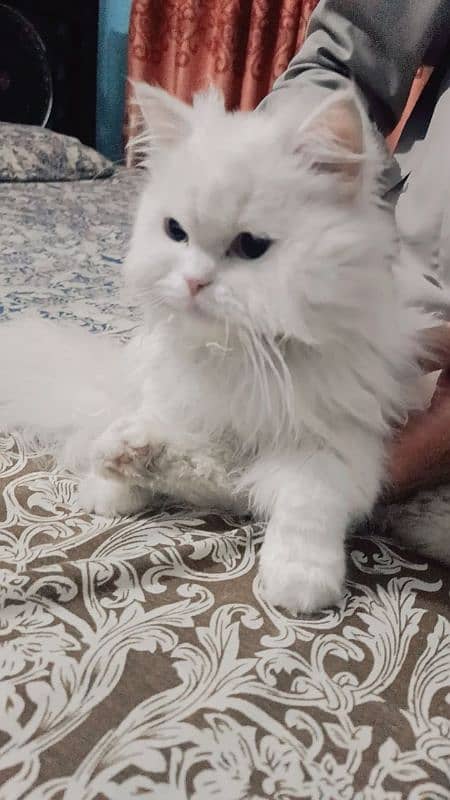 Persian cat 5