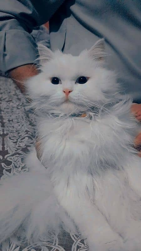 Persian cat 6