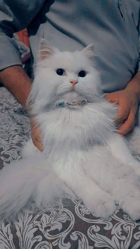 Persian cat 7