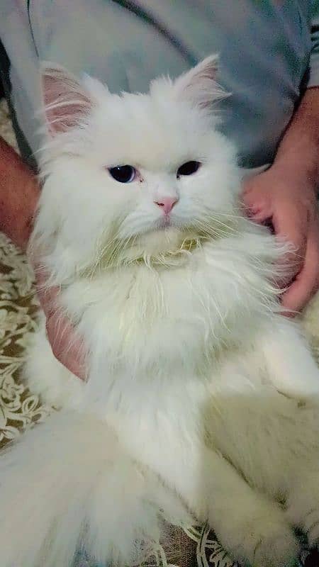 Persian cat 8