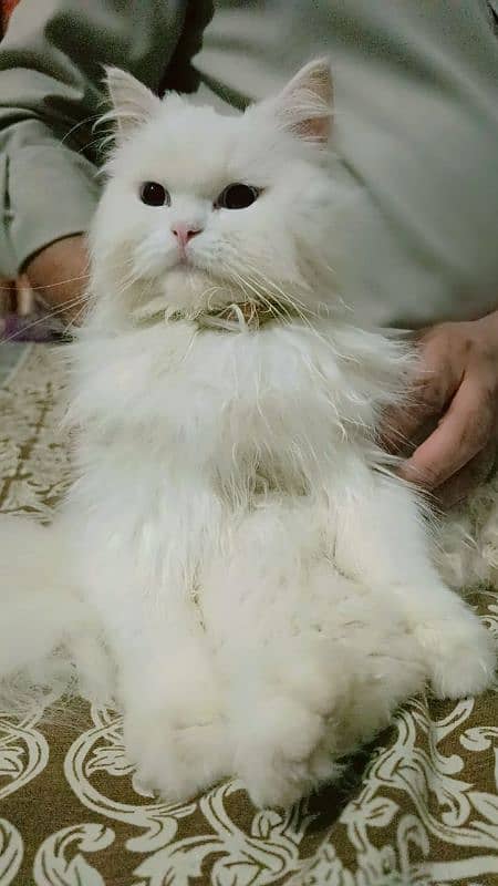 Persian cat 9