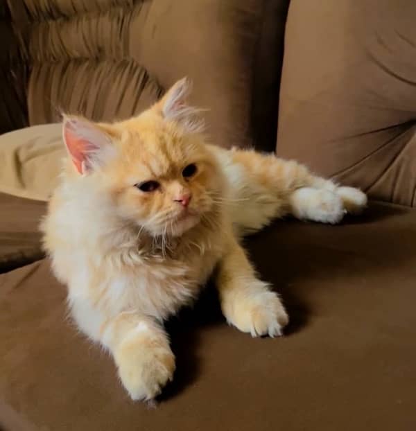 Male ginger persian cat tripple coat with accessories 1