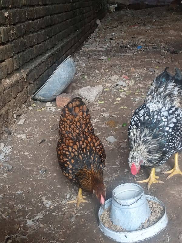 eggs available 2