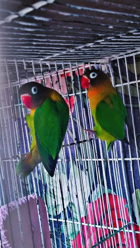 Cocktail Breeder pair,Blackmask lovebird pair,Greenfisher lovebrd pair 1