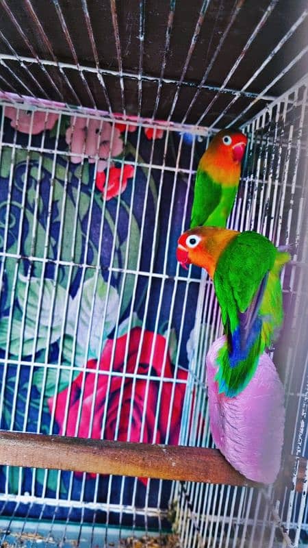 Cocktail Breeder pair,Blackmask lovebird pair,Greenfisher lovebrd pair 2