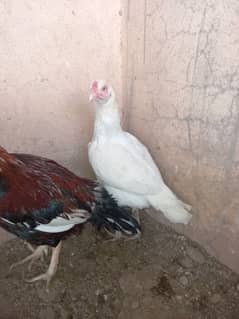 white hen for sale 03165322550