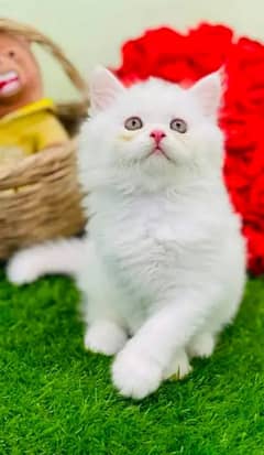 Beautiful persian female kitten for sale