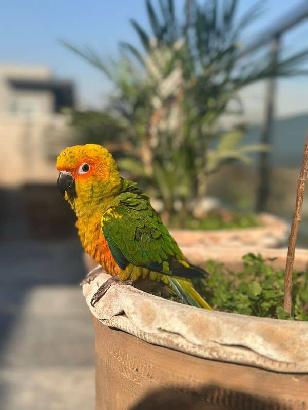 Sun Conure fully hand tamed 0