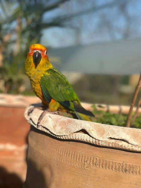 Sun Conure fully hand tamed 1