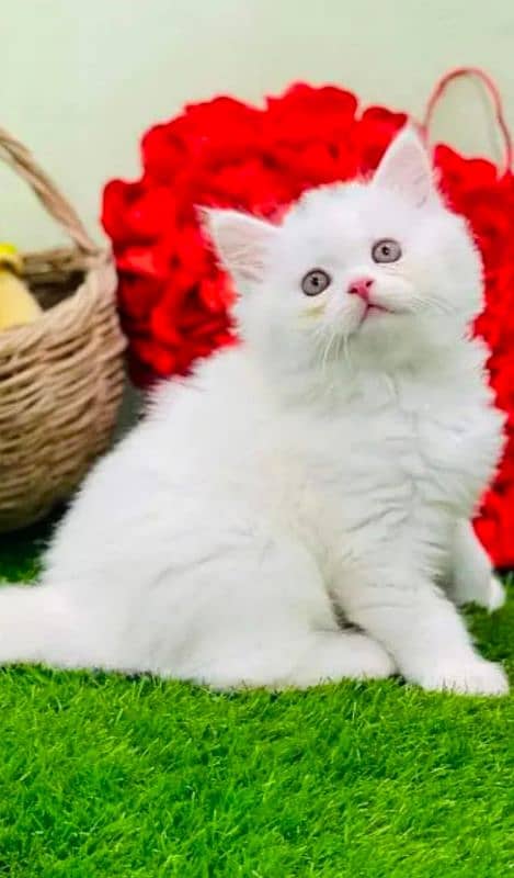 Beautiful persian female kitten for sale 0