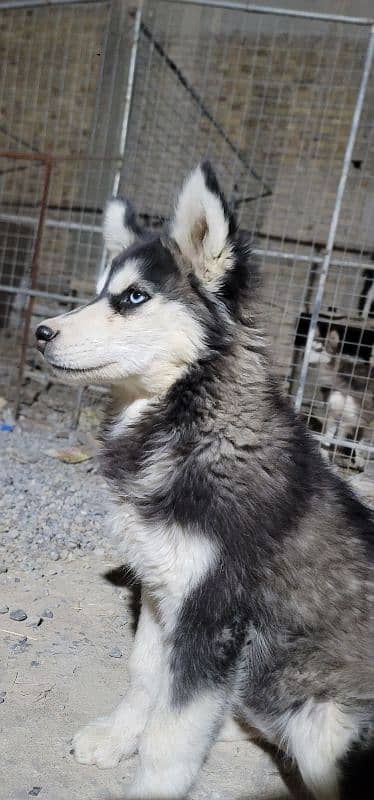 imported husky pair and its puppy for sale 1