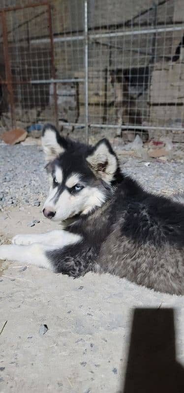 imported husky pair and its puppy for sale 2