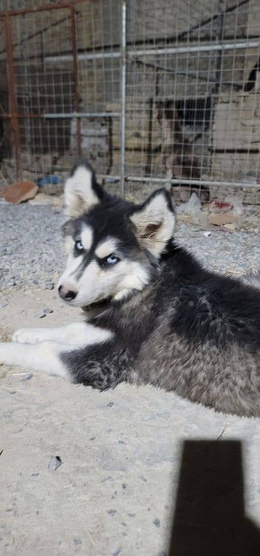 imported husky pair and its puppy for sale 3