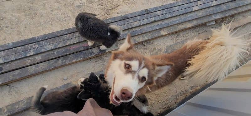 imported husky pair and its puppy for sale 6