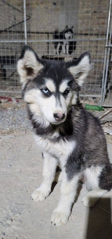 imported husky pair and its puppy for sale 7