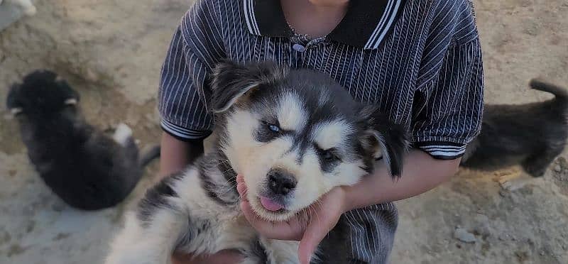 imported husky pair and its puppy for sale 11