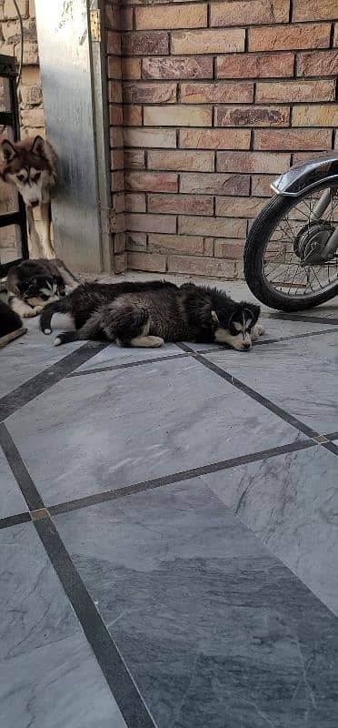 imported husky pair and its puppy for sale 14