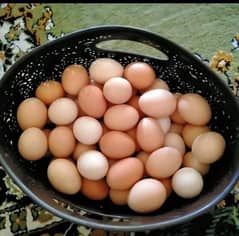 hens Cages and Desi eggs available