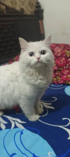 Persian cat