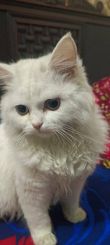 Persian cat 1