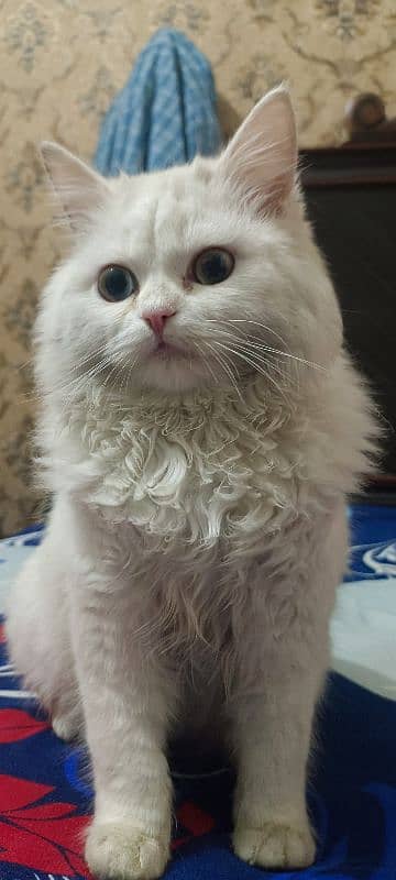 Persian cat 2