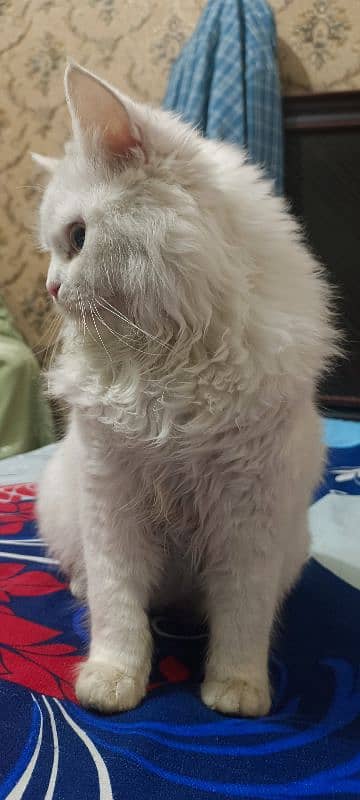 Persian cat 3