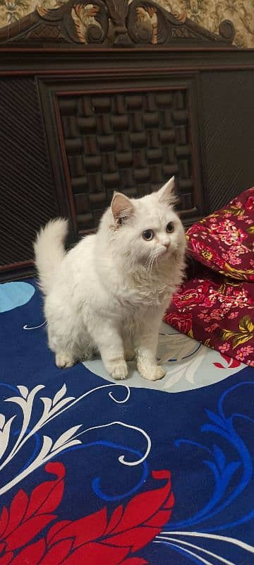 Persian cat 4