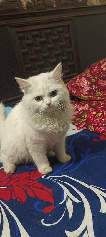 Persian cat 5