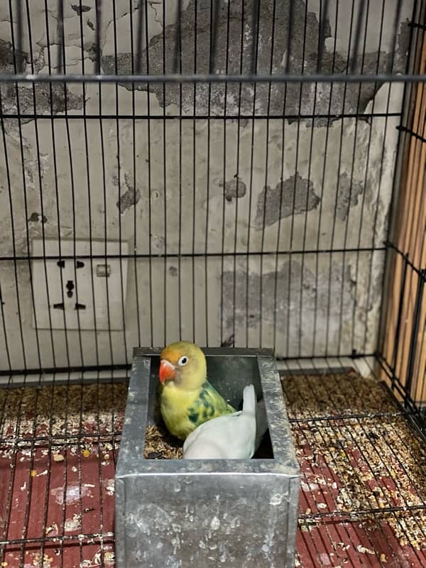 Asalam O Alikum Lovebirds for sale 3