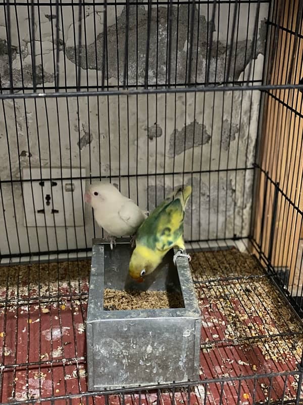 Asalam O Alikum Lovebirds for sale 4