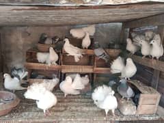 Beautiful Fantail lakkay pigeons Available